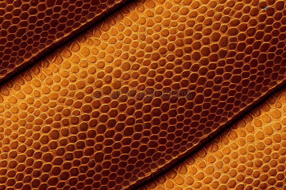 Similar – Bienen Bienenwaben Wabe