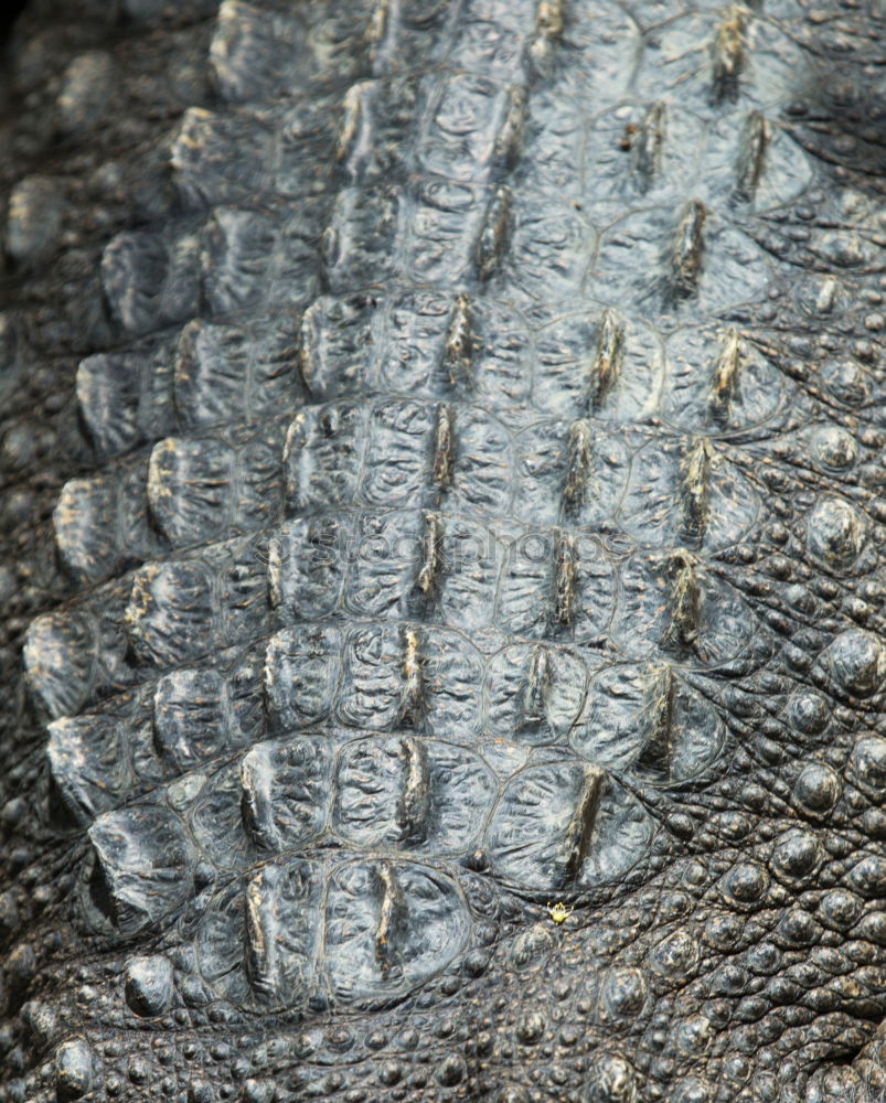 Similar – Image, Stock Photo twisted branch Laos Warped