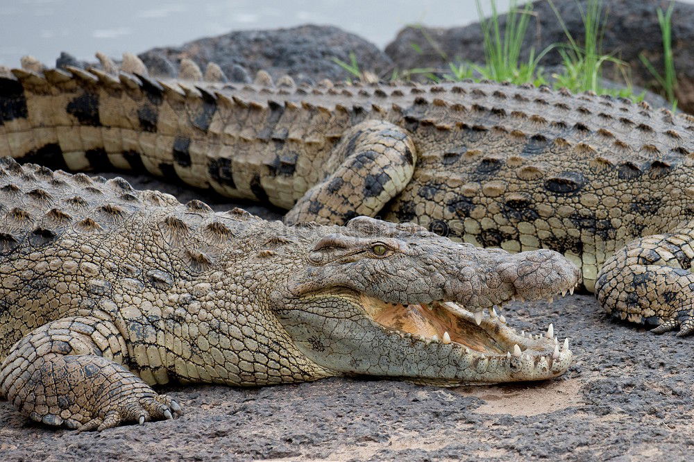 Similar – crocodile salad Crocodile