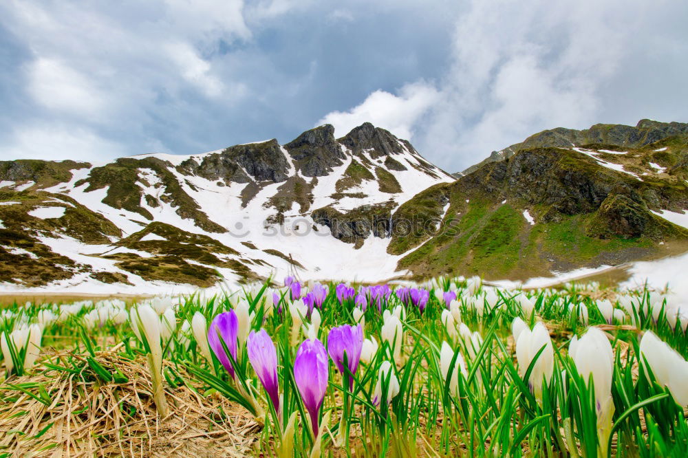 Similar – Crocus blooms in the foreground, behind it a mountain range