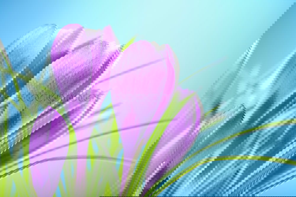 Similar – Image, Stock Photo tulip Sky Cloudless sky