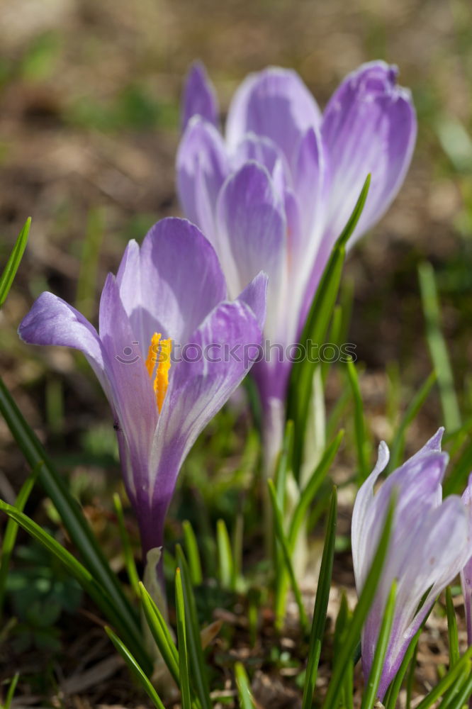 Similar – spring Nature Plant Spring