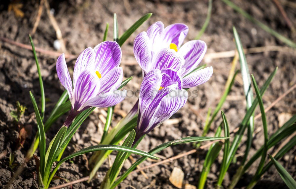 Similar – spring in park IV Nature