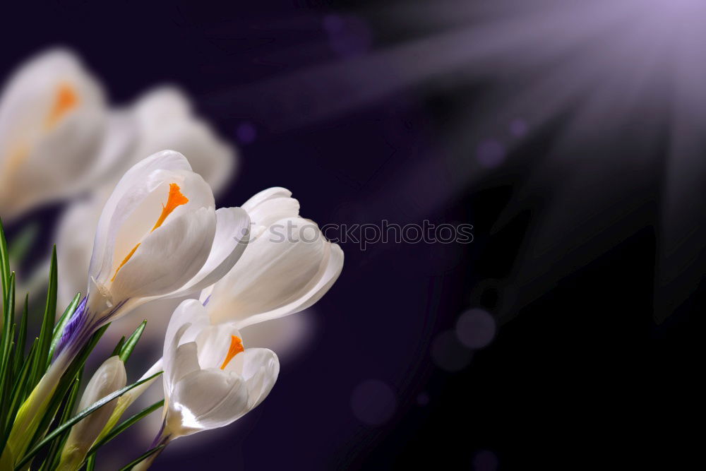 Similar – Image, Stock Photo Lovely, flowering crocus