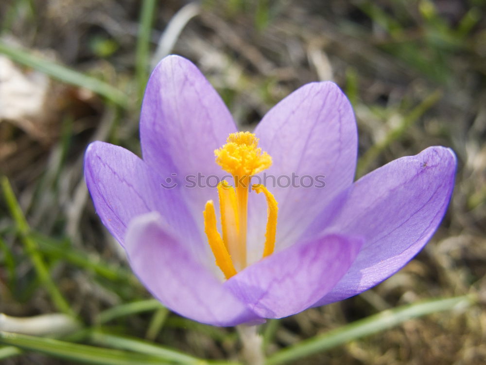 Similar – Krokus Krokusse Blume