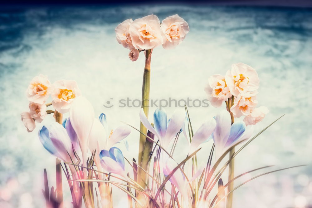 Similar – Yellow garden flowers in cup with ribbon