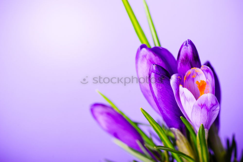 Similar – violet Nature Spring