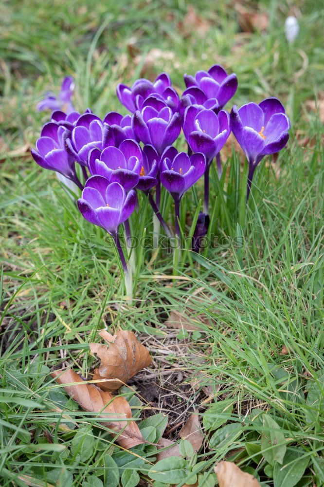 Similar – Foto Bild ein echtes Mauerblümchen…