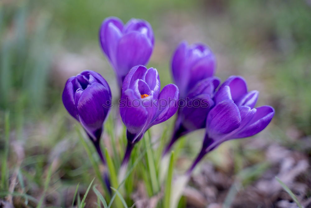 Similar – Krokus Krokusse Blume