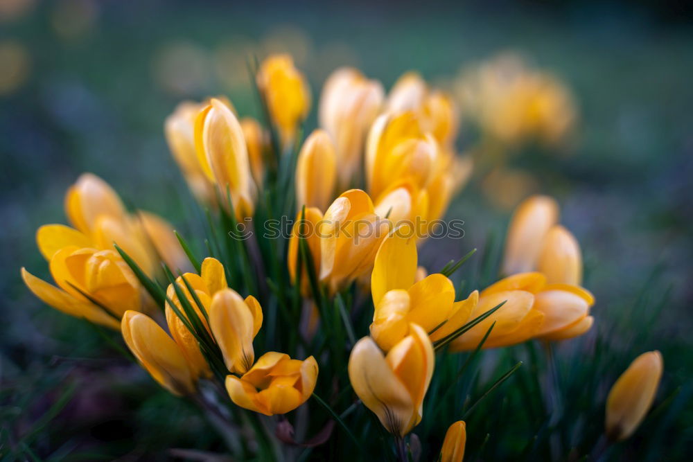 Similar – Foto Bild Tulpenpower 2010 Lifestyle