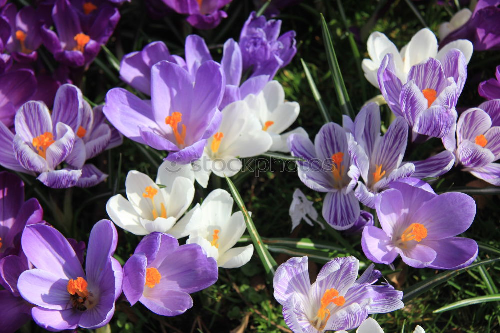 Similar – Krokus Krokusse Blume