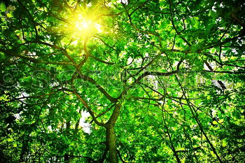 walnut leaves Nature Plant