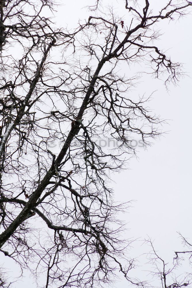 Similar – Tree with heart Branch