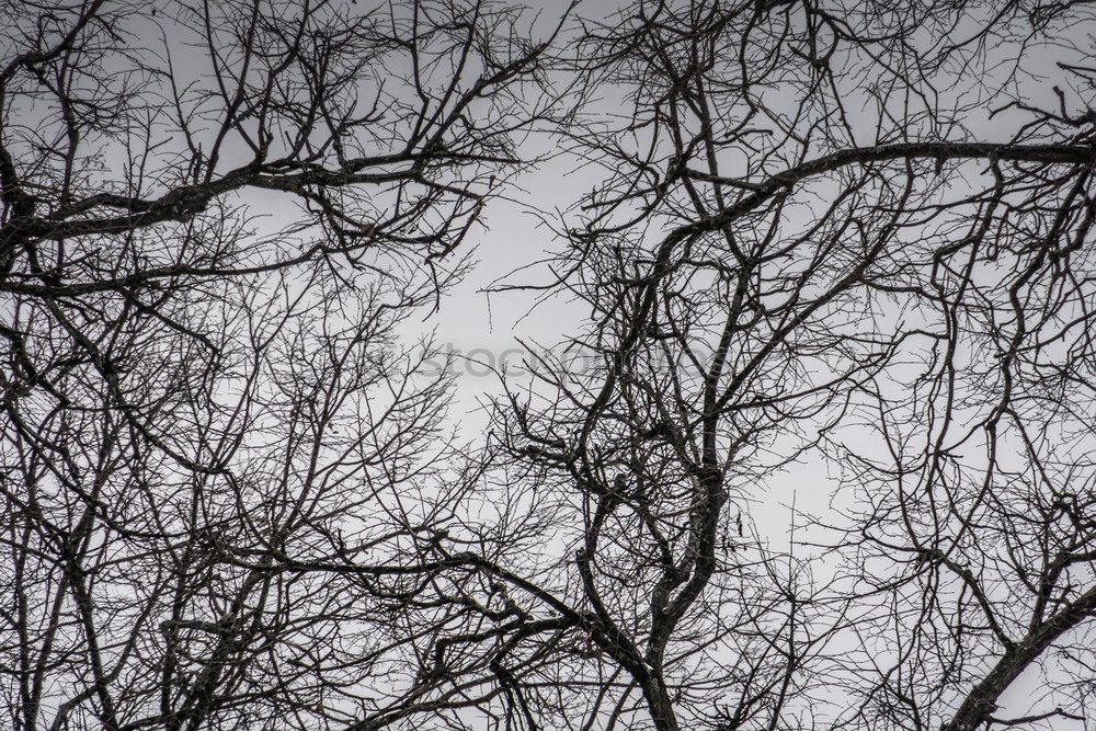 Similar – Image, Stock Photo Treetops XIV Autumn Forest