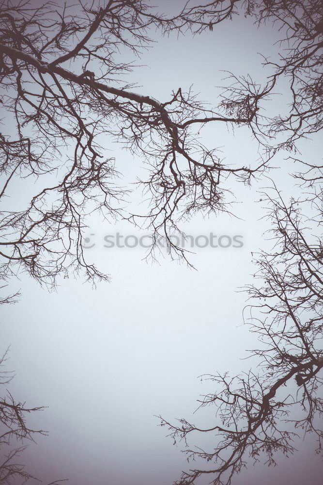 Similar – Image, Stock Photo Frost Winter Branch