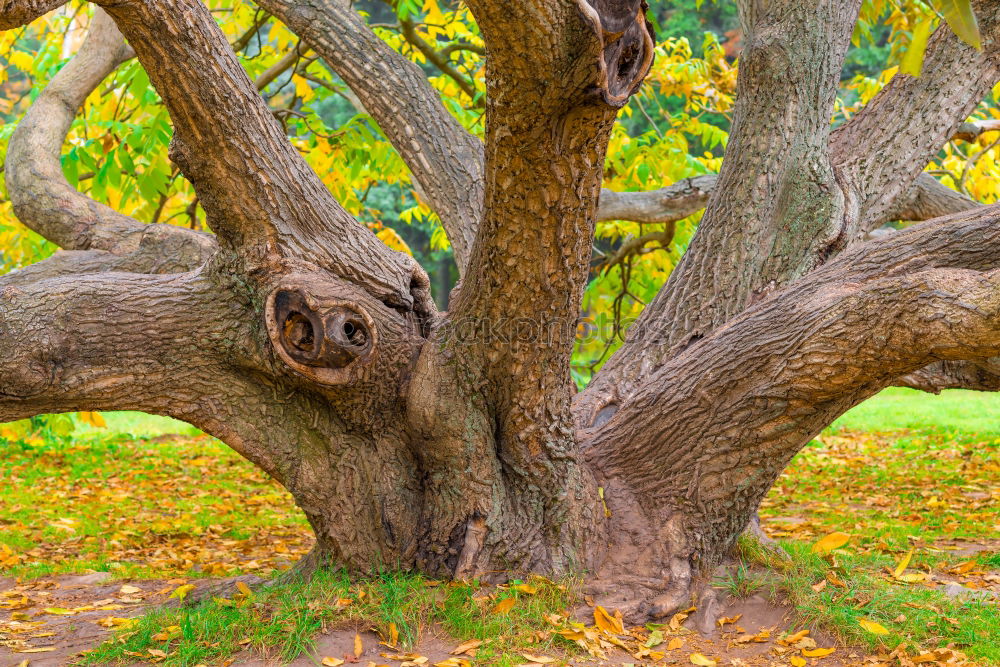 Similar – Alte Eiche Baum