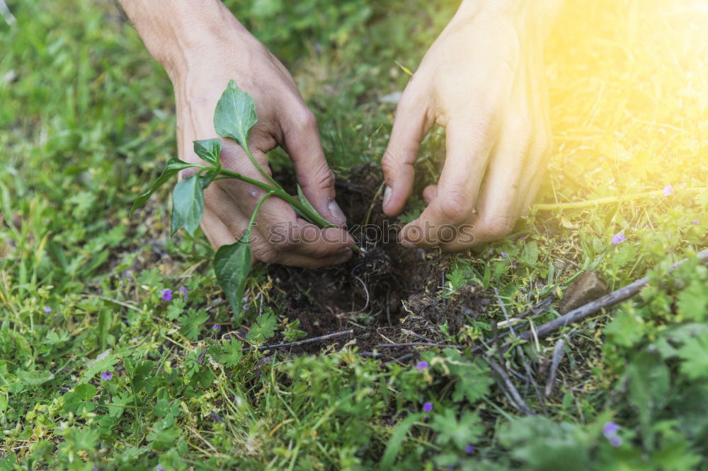 Image, Stock Photo Picking parsley in a home garden