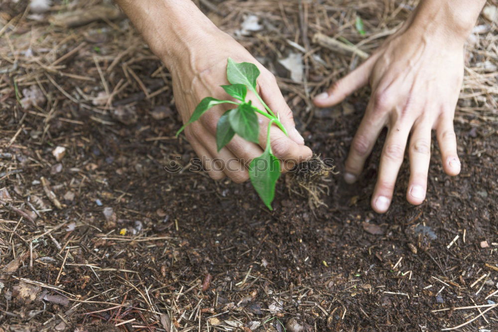 FORGET-ME-NOT Hand Earth