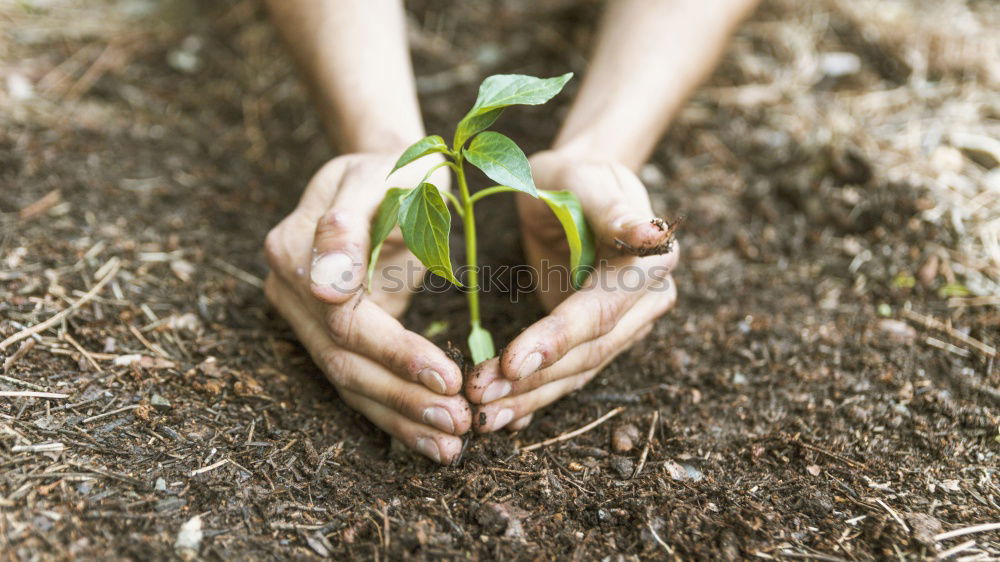 Similar – FORGET-ME-NOT Hand Earth