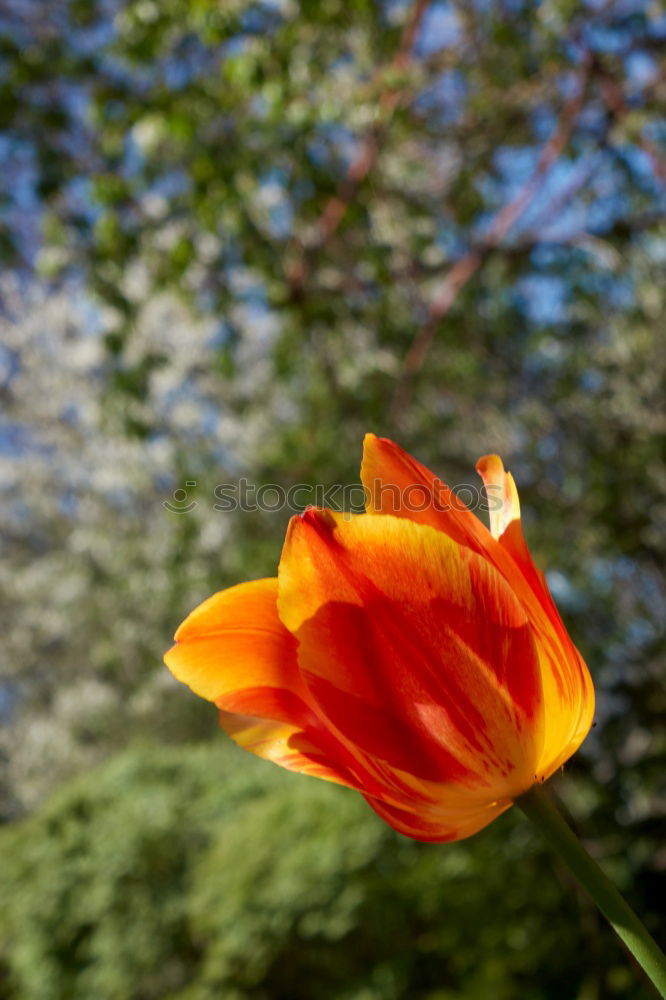 Similar – Image, Stock Photo golden spring with a yellow crocus