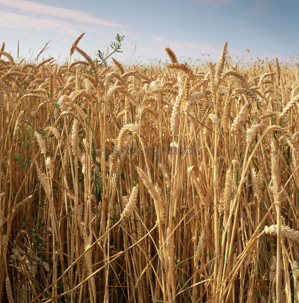 wheat field in summer