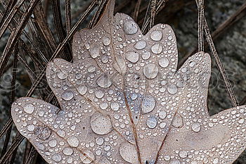 Similar – Rose petals with hoar frost