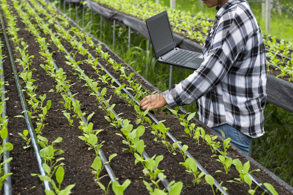 Similar – Image, Stock Photo Harvesting spinach from a vegetable field