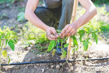 Similar – Picking radishes in the garden