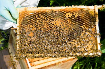 Similar – Image, Stock Photo Beekeeper and his bees