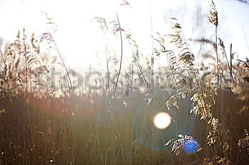 Similar – Image, Stock Photo Spiders at the lake Safari