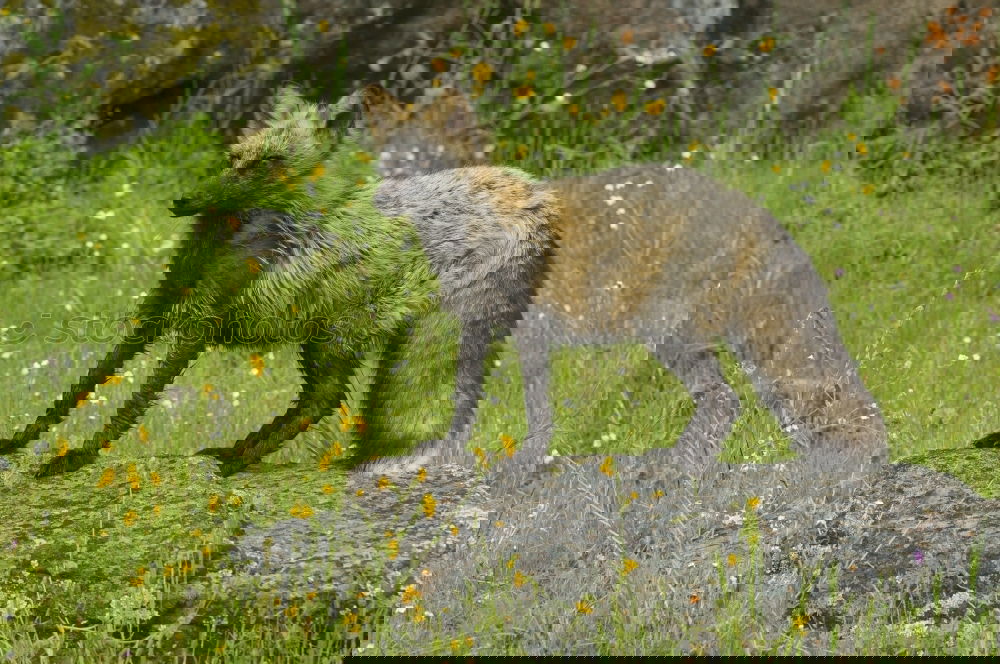Similar – Image, Stock Photo Fox on a rock a foggy day
