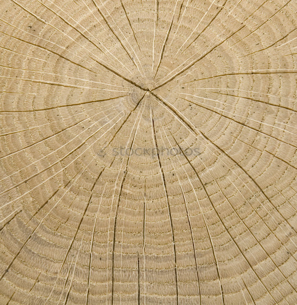 Similar – Tree cross section 1 Wood