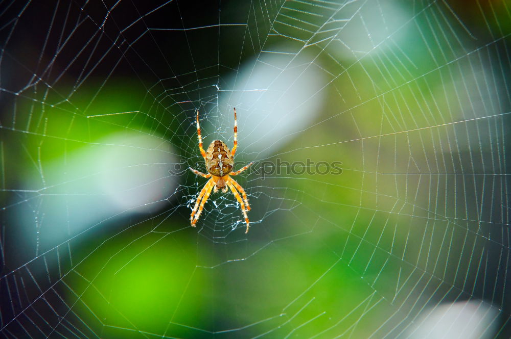 Similar – Image, Stock Photo Nursery Web Spider Sitting On Green Leaf In Garden