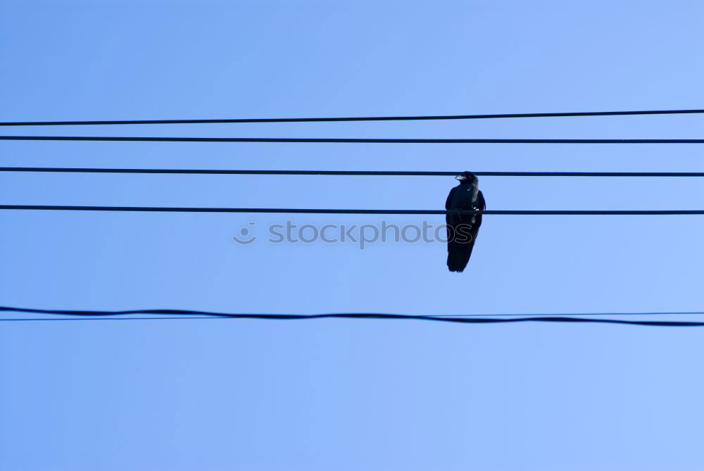 Similar – gurru, gurru, gurru Pigeon