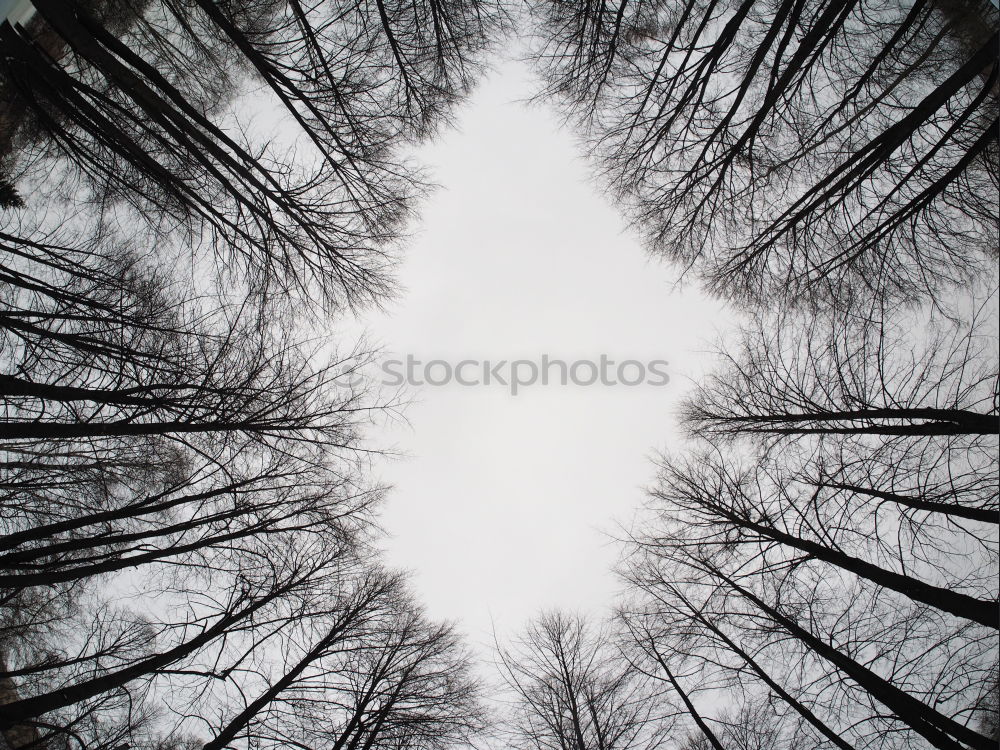 Image, Stock Photo Twice as cold Forest