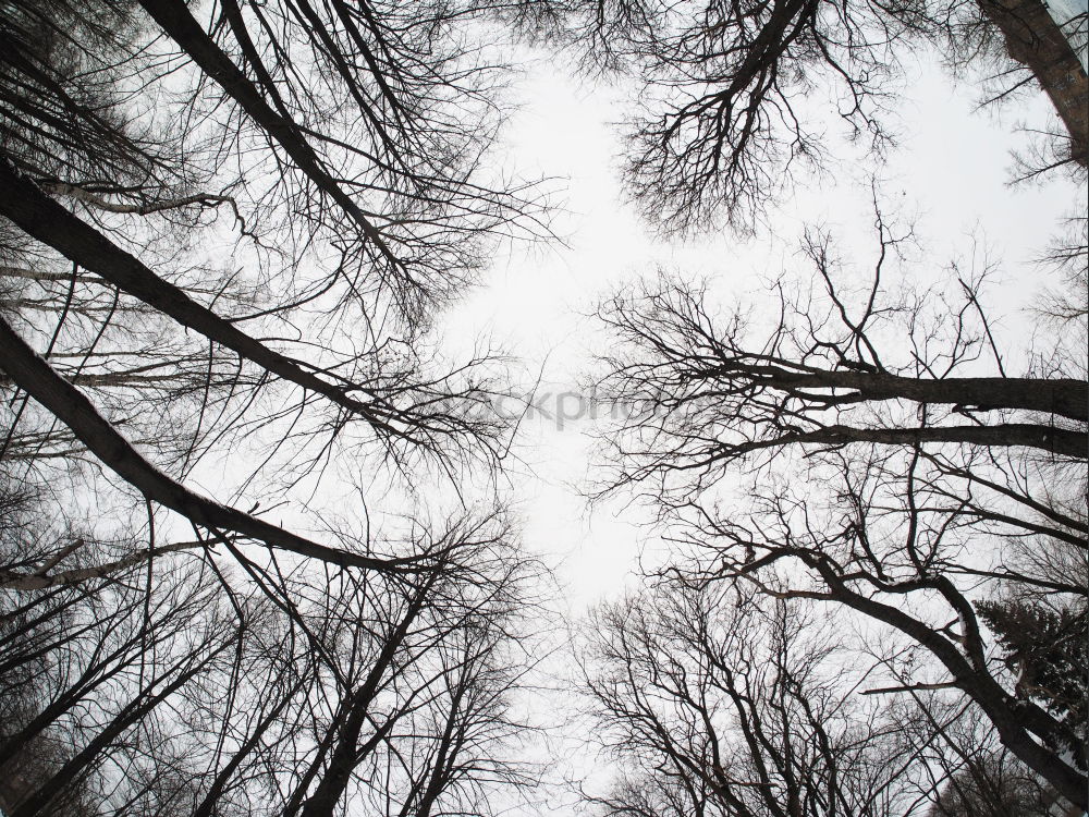 Similar – Image, Stock Photo autumn tree Tree Autumn