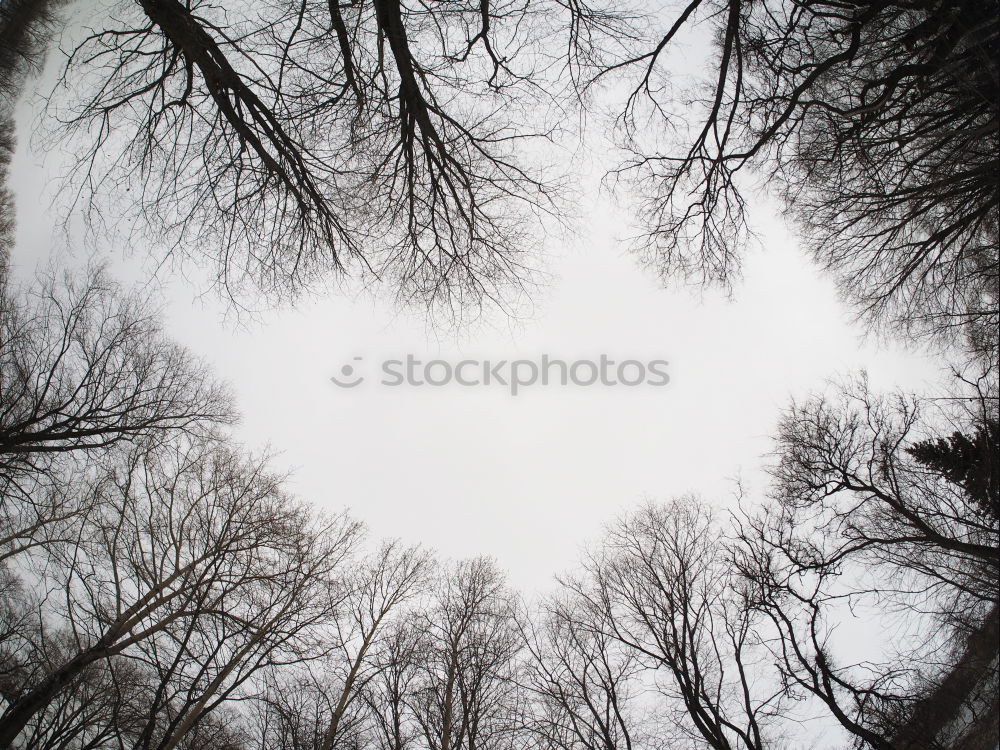 Similar – Image, Stock Photo autumn tree Tree Autumn