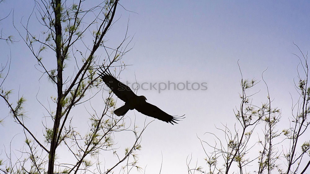 Similar – Magpie in fast flight