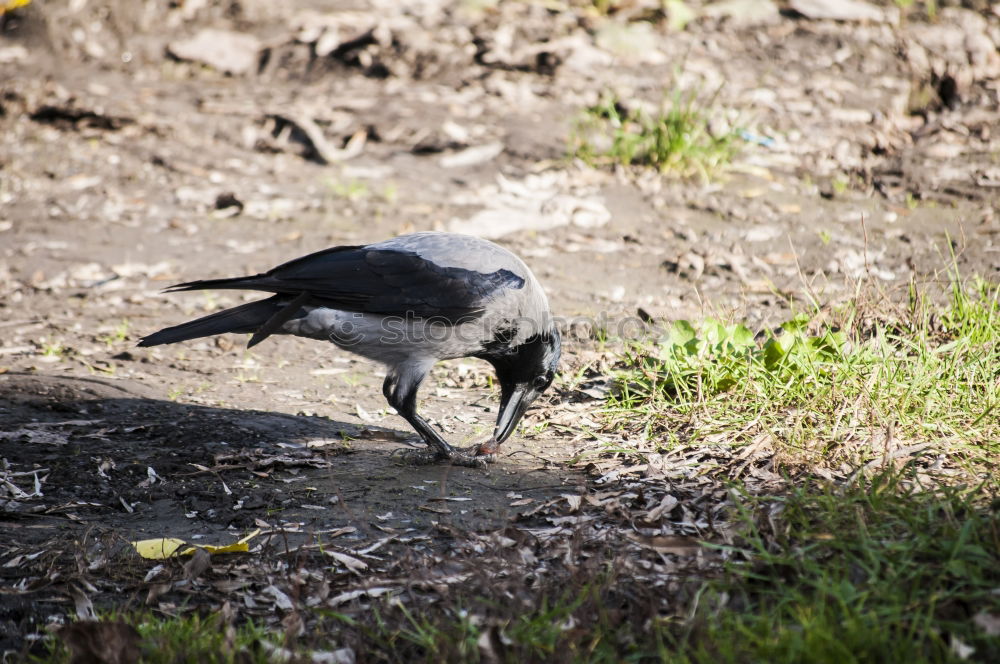 Similar – The raven Raven birds Crow