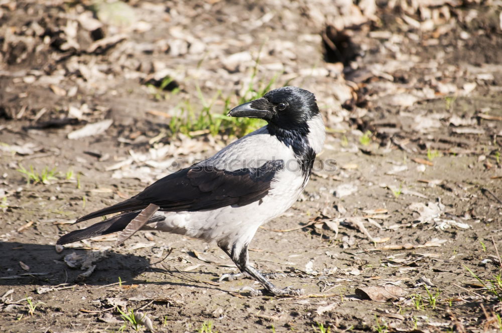 Similar – Image, Stock Photo A bird sits on the roof groove just before flying away, a flute bird, known for its attacks on people. It has the ability to imitate voices. Queensland / Australia