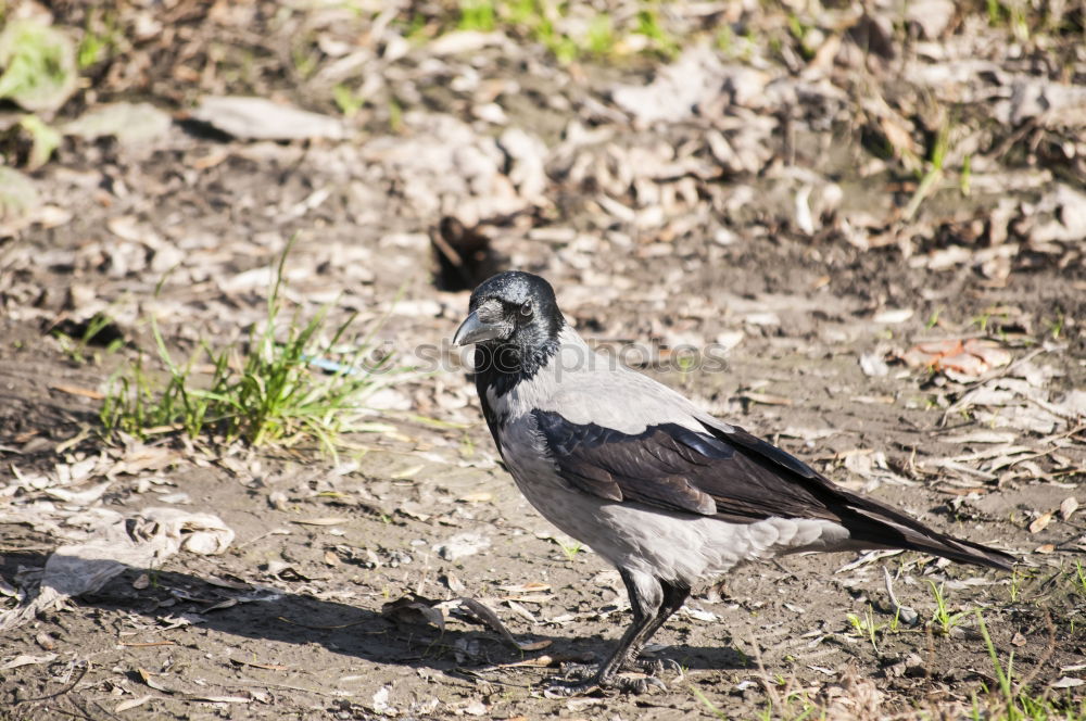 Similar – Image, Stock Photo A bird sits on the roof groove just before flying away, a flute bird, known for its attacks on people. It has the ability to imitate voices. Queensland / Australia