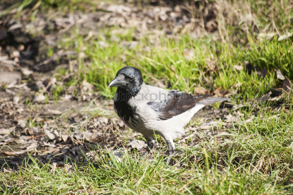 Similar – Puffin ~O~ Meadow Coast