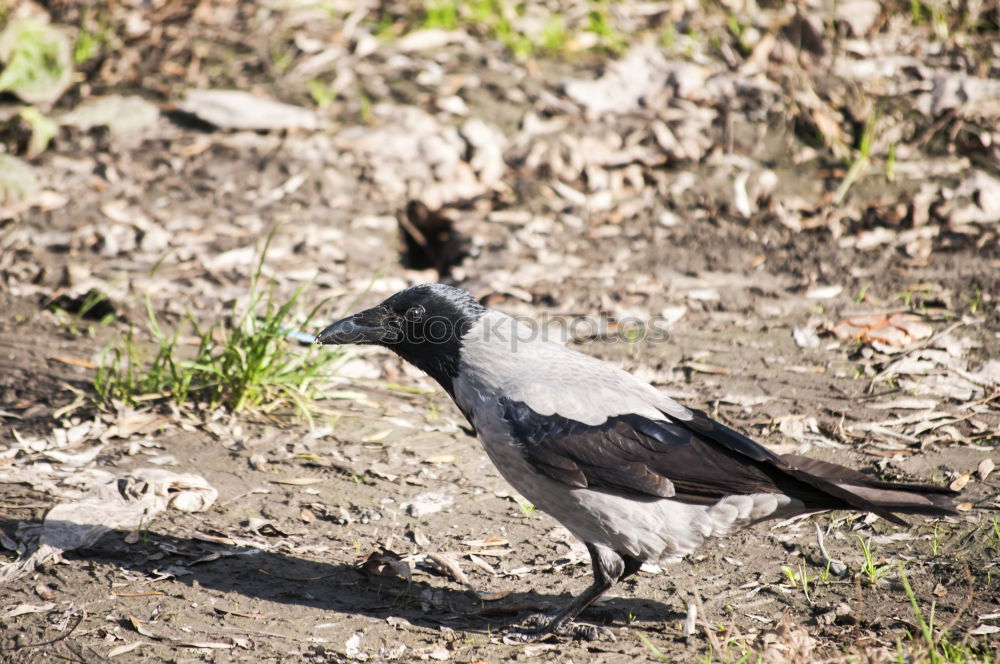 Similar – Image, Stock Photo A bird sits on the roof groove just before flying away, a flute bird, known for its attacks on people. It has the ability to imitate voices. Queensland / Australia