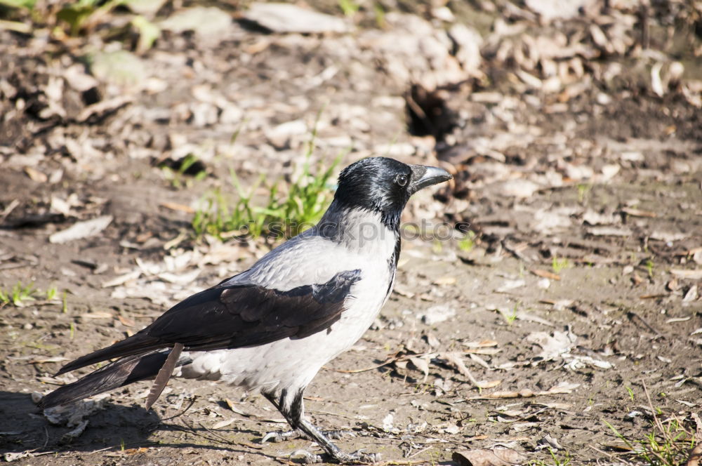 Similar – Image, Stock Photo A bird sits on a roof and looks. Flutebird, known for its attacks on humans. It has the ability to imitate voices. Queensland / Australia