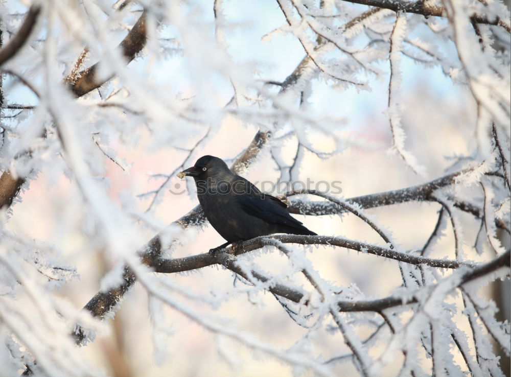 Similar – Blackbird in the snow