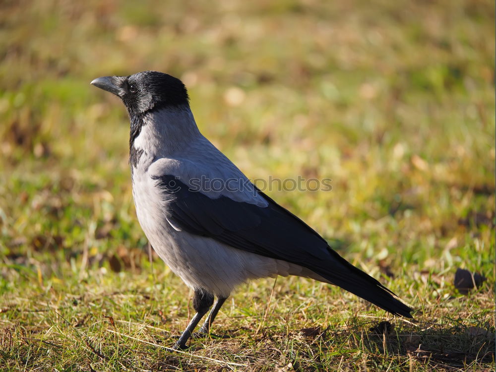 Similar – Raven Crow Fog Crow (Corvus corone cornix)