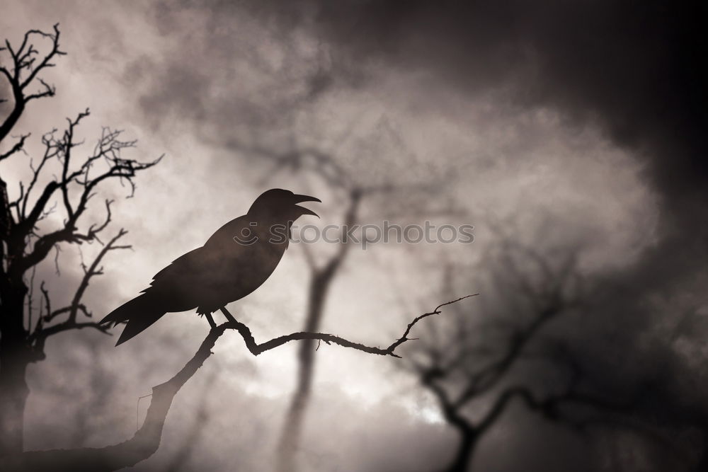 Similar – Image, Stock Photo crow Environment Nature