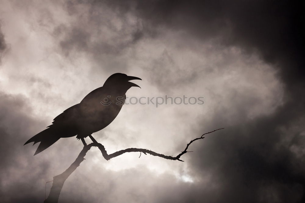 Similar – Image, Stock Photo crow Environment Nature