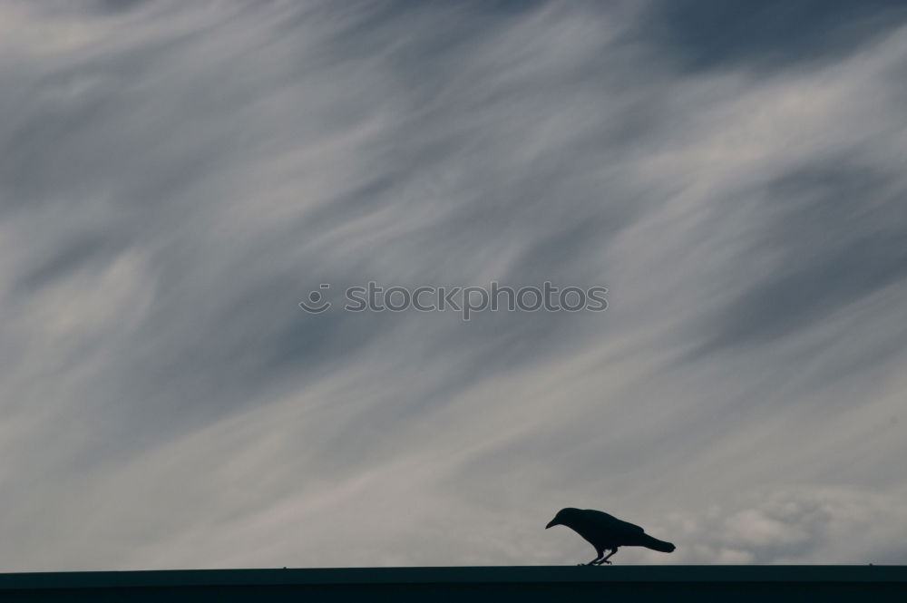 Similar – Image, Stock Photo COMPETITION Bird Starling