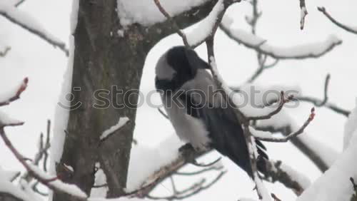 Similar – Image, Stock Photo Blackbird with berry in beak